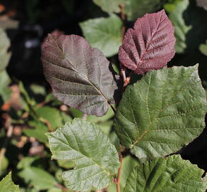 Líska největší 'Purpurea' - Corylus maxima 'Purpurea'