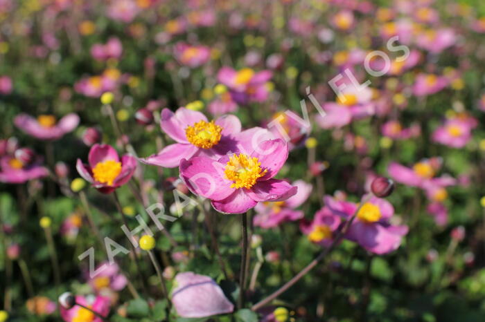 Sasanka japonská 'Fantasy Cinderella' - Anemone hupehensis 'Fantasy Cinderella'