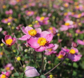 Sasanka japonská 'Fantasy Cinderella' - Anemone hupehensis 'Fantasy Cinderella'