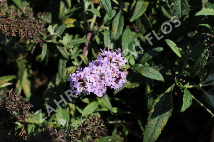 Motýlí keř, Komule Davidova 'Summer Bird Violet' - Buddleja davidii 'Summer Bird Violet'