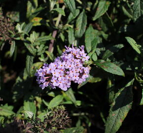 Motýlí keř, Komule Davidova 'Summer Bird Violet' - Buddleja davidii 'Summer Bird Violet'