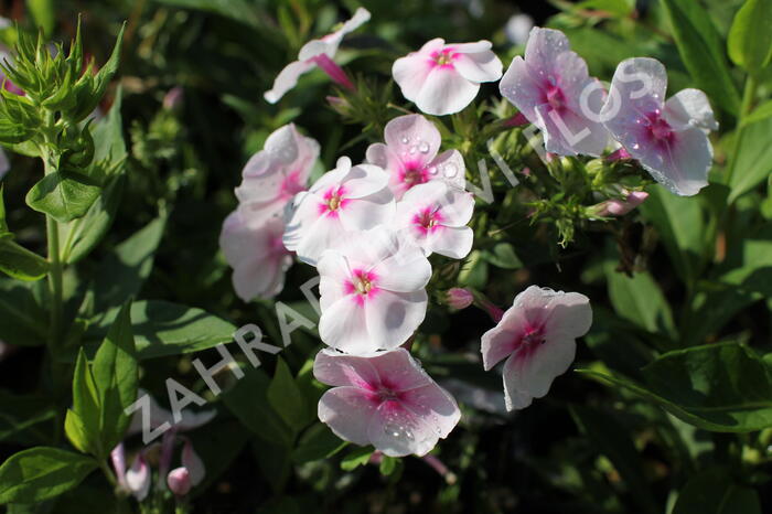 Plamenka latnatá 'Adessa Compact Pink Star' - Phlox paniculata 'Adessa Compact Pink Star'