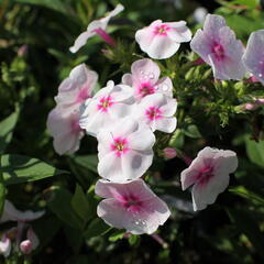 Plamenka latnatá 'Adessa Compact Pink Star' - Phlox paniculata 'Adessa Compact Pink Star'