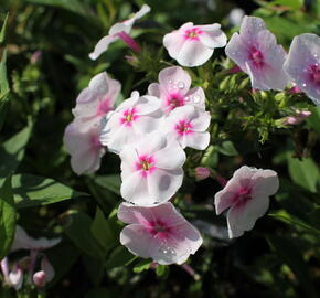 Plamenka latnatá 'Adessa Compact Pink Star' - Phlox paniculata 'Adessa Compact Pink Star'