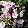 Plamenka latnatá 'Adessa Compact Pink Star' - Phlox paniculata 'Adessa Compact Pink Star'