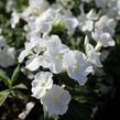 Plamenka latnatá 'Adessa Compact White' - Phlox paniculata 'Adessa Compact White'