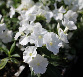 Plamenka latnatá 'Adessa Compact White' - Phlox paniculata 'Adessa Compact White'