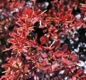 Dřišťál Thunbergův 'Carmen' - Berberis thunbergii 'Carmen'