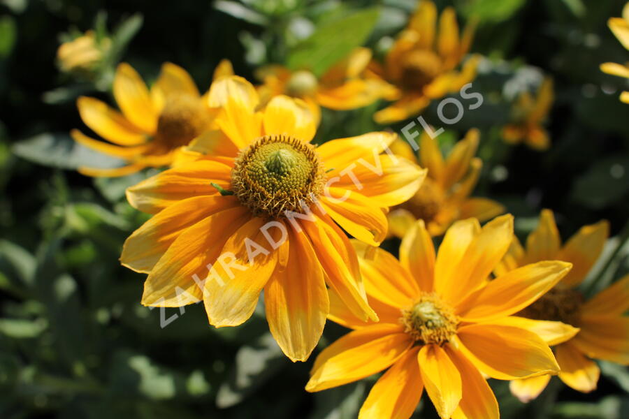 Třapatka 'Summerdaisy's Green Sun' - Rudbeckia hybrida 'Summerdaisy's Green Sun'