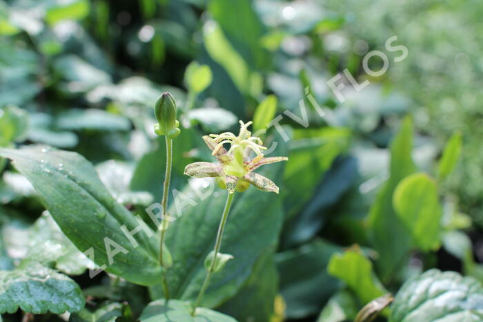 Liliovka latifolia - Tricyrtis latifolia