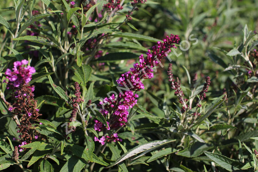 Motýlí keř, Komule Davidova 'Butterfly Tower' - Buddleja davidii 'Butterfly Tower'