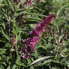 Motýlí keř, Komule Davidova 'Butterfly Tower' - Buddleja davidii 'Butterfly Tower'