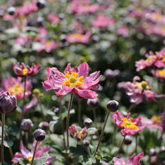 Sasanka japonská 'Fantasy Pocahontas' - Anemone hupehensis 'Fantasy Pocahontas'