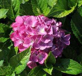 Hortenzie velkolistá 'Blue Power'® - Hydrangea macrophylla 'Blue Power'®