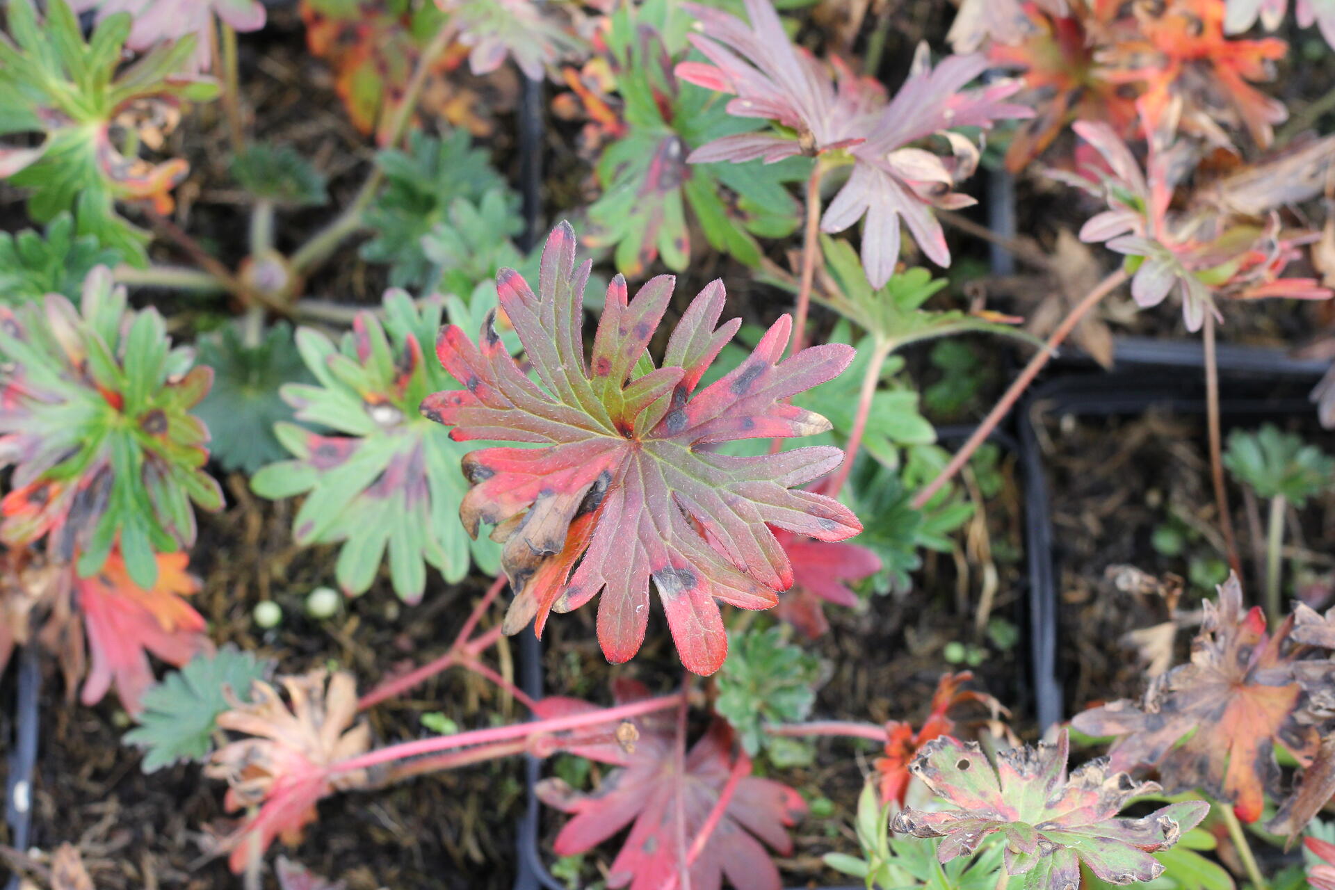 Geranium sanguineum