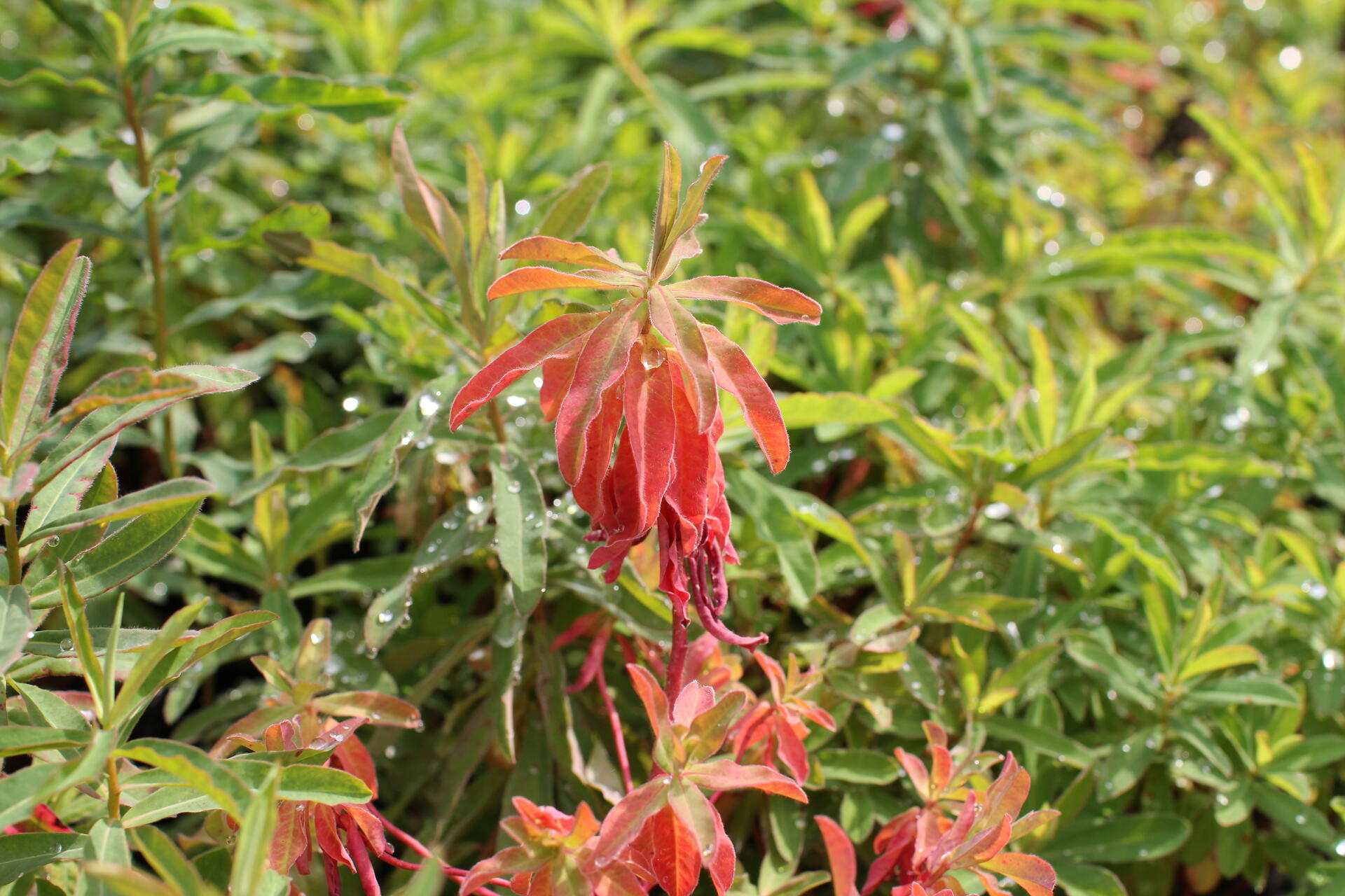 Euphorbia polychroma