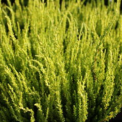 Vřes obecný (Sunset girls®) 'Zelda' - Calluna vulgaris (Sunset girls®) 'Zelda'