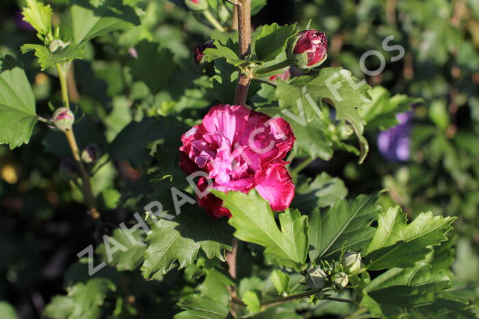 Ibišek syrský 'Duc de Brabant' - Hibiscus syriacus 'Duc de Brabant'