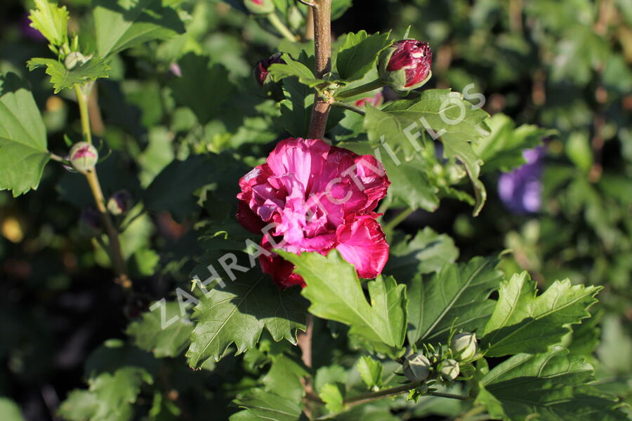 Ibišek syrský 'Duc de Brabant' - Hibiscus syriacus 'Duc de Brabant'