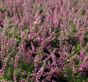 Vřes obecný 'Eckart Miessner' - Calluna vulgaris 'Eckart Miessner'