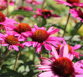 Třapatkovka nachová 'Papallo Classic Rose' - Echinacea purpurea 'Papallo Classic Rose'