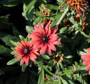 Třapatka 'Summerdaisy's Double Red' - Rudbeckia hybrida 'Summerdaisy's Double Red'