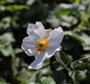 Sasanka hupejská 'Andrea Atkinson' - Anemone hupehensis 'Andrea Atkinson'