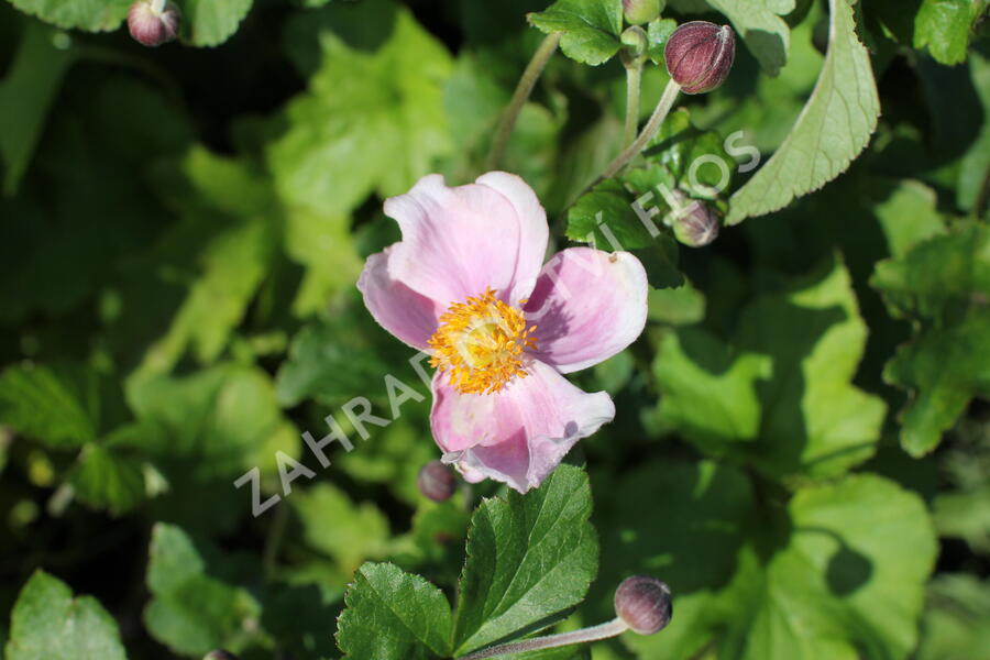 Sasanka japonská 'Richard Ahrens' - Anemone hupehensis 'Richard Ahrens'