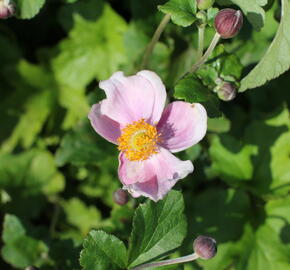 Sasanka japonská 'Richard Ahrens' - Anemone hupehensis 'Richard Ahrens'