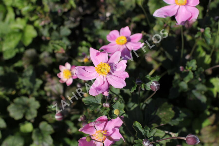 Sasanka hupejská 'Alando Pink' - Anemone hupehensis 'Alando Pink'