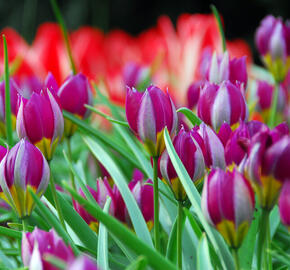 Tulipán nízký 'Persian Pearl' - Tulipa humilis 'Persian Pearl'