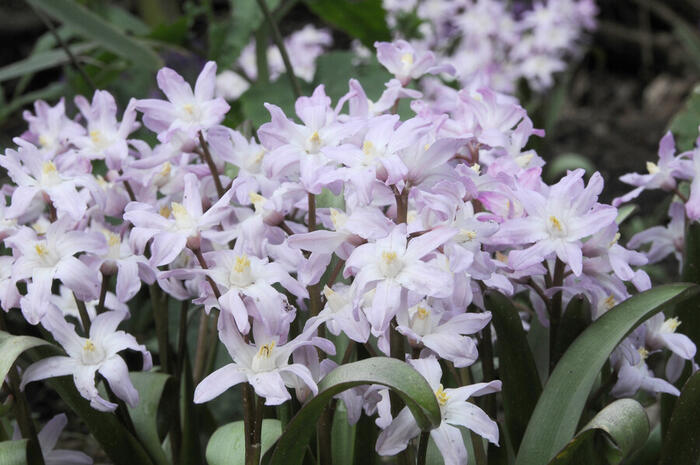 Ladonička bleděmodrá 'Pink Giant' - Chionodoxa forbesii 'Pink Giant'