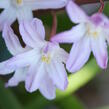 Ladonička bleděmodrá 'Pink Giant' - Chionodoxa forbesii 'Pink Giant'