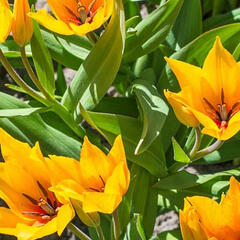 Tulipán botanický praestans 'Shogun' - Tulipa praestans 'Shogun'