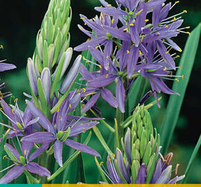 Ladoník 'Caerulea' - Camassia leichtlinii 'Caerulea'