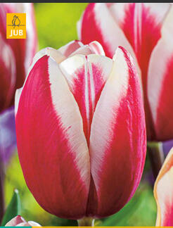 Tulipán Triumph 'Guus Papendrecht' - Tulipa Triumph 'Guus Papendrecht'