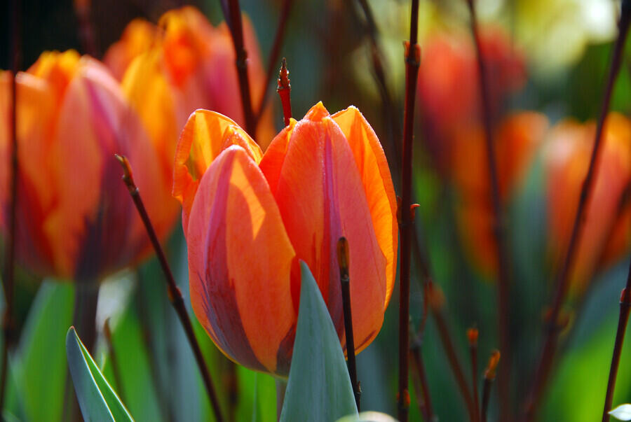 Tulipán Triumph 'Hermitage' - Tulipa Triumph 'Hermitage'