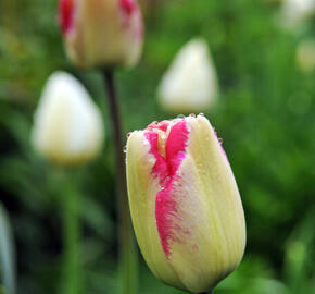 Tulipán Triumph 'Mata Hari' - Tulipa Triumph 'Mata Hari'