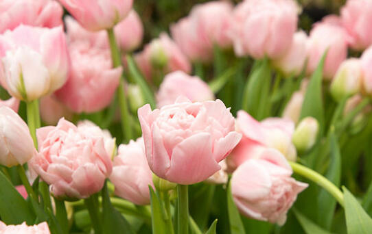 Tulipán plnokvětý pozdní 'Finola' - Tulipa Double Late 'Finola'