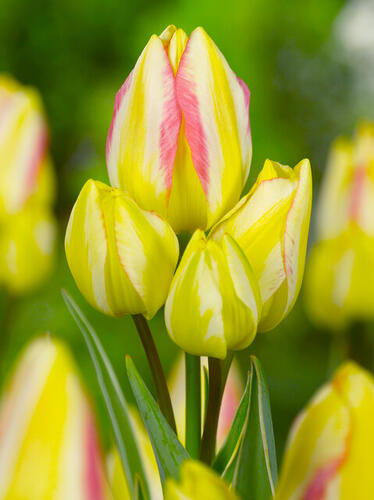 Tulipán mnohokvětý 'Antoinette' - Tulipa Bouquet 'Antoinette'