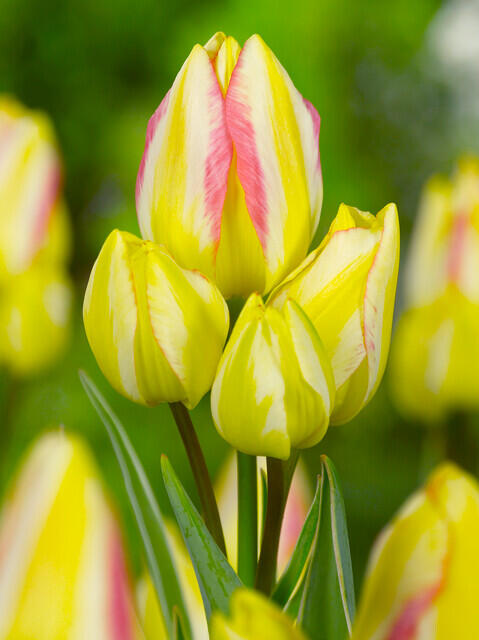 Tulipán mnohokvětý 'Antoinette' - Tulipa Bouquet 'Antoinette'