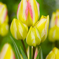 Tulipán mnohokvětý 'Antoinette' - Tulipa Bouquet 'Antoinette'