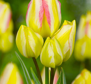 Tulipán mnohokvětý 'Antoinette' - Tulipa Bouquet 'Antoinette'