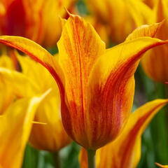 Tulipán liliokvětý 'Vendeeglobe' - Tulipa Lily Flowering 'Vendeeglobe'