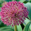 Česnek 'Red Giant' - Allium karataviense 'Red Giant'