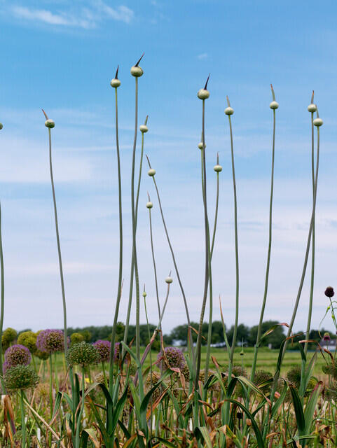 Česnek 'Summer Drummer' - Allium 'Summer Drummer'