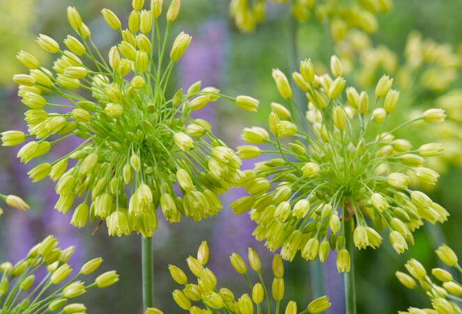 Česnek 'Yellow Fantasy' - Allium 'Yellow Fantasy'