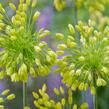 Česnek 'Yellow Fantasy' - Allium 'Yellow Fantasy'