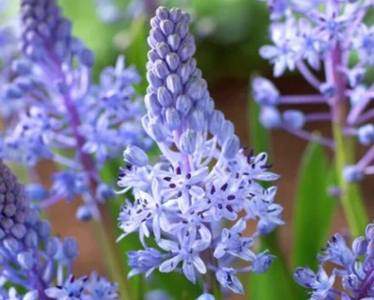 Ladoňka luční - Scilla litardierei