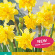 Narcis 'Tete Boucle' - Narcissus 'Tete Boucle'